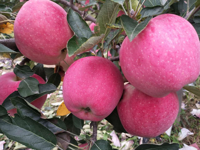 果樹葉面肥,葉面肥,拉姆拉,翠姆 果樹葉面肥,葉面肥,拉姆拉,翠姆