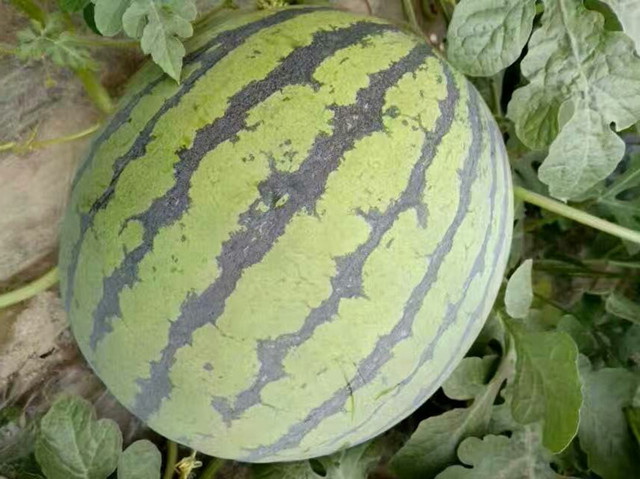 西瓜葉面肥,葉面肥,專用葉面肥,翠姆 西瓜葉面肥,葉面肥,專用葉面肥,翠姆