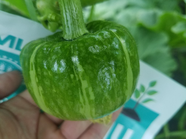 化肥,進口,菌肥