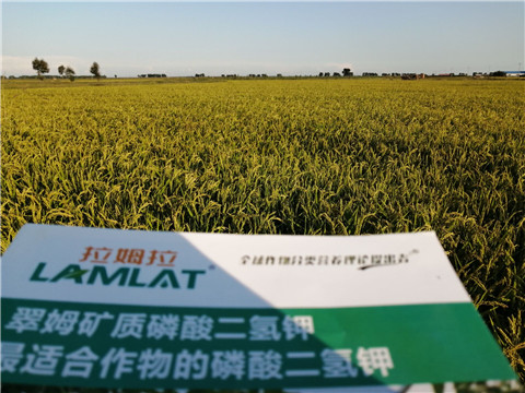 葉面肥，磷酸二氫鉀