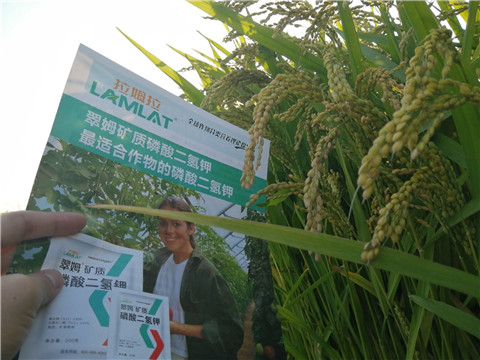 葉面肥，磷酸二氫鉀