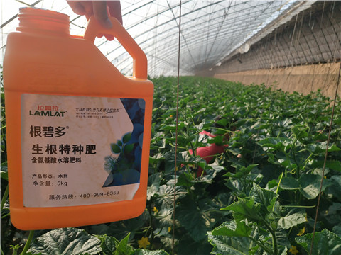 根碧多，菌劑，安碧解