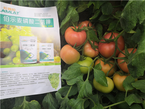 葉面肥，磷酸二氫鉀，鈣肥