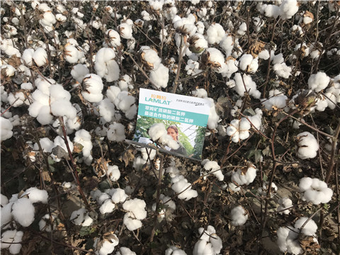 水溶肥，根碧多，生物菌劑