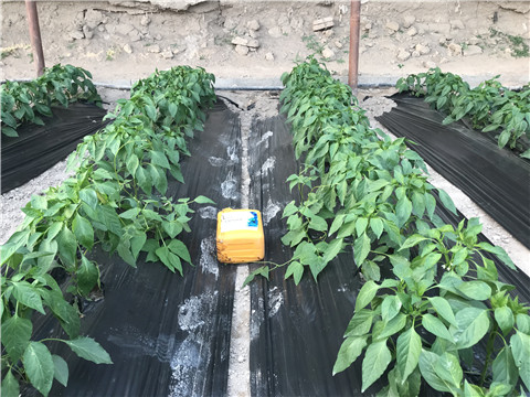 生根劑，根碧多