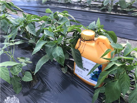 生根劑，根碧多