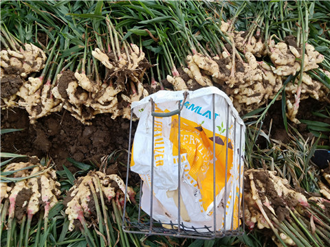 水溶肥，拉姆拉，翠姆