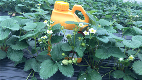 水溶肥，翠姆