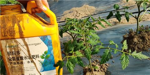 生根劑，拉姆拉