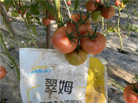 水溶肥，拉姆拉 