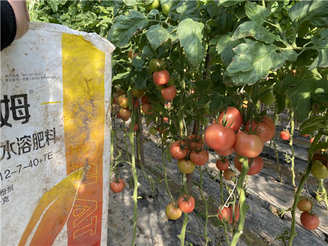 菌劑，水溶肥