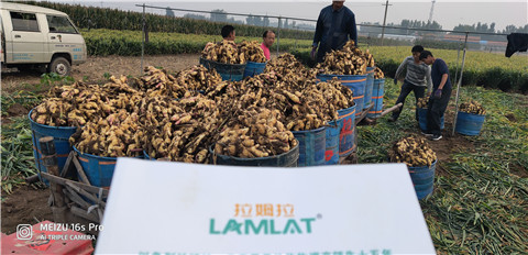 微生物菌劑，拉姆拉