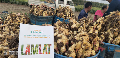 微生物菌劑，拉姆拉