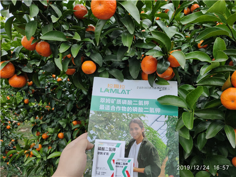 磷酸二氫鉀，葉面肥