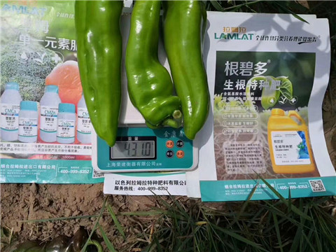 根碧多，拉姆拉