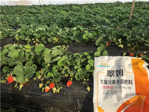 水溶肥，葉面肥，根碧多