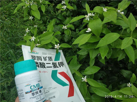 水溶肥，根碧多