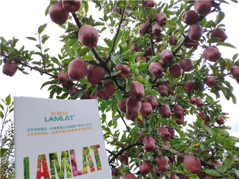 水溶肥 拉姆拉，翠姆