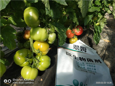 微生物菌劑，根碧多，磷酸二氫鉀
