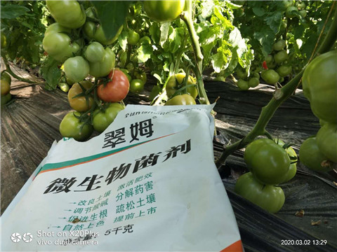 微生物菌劑，根碧多，磷酸二氫鉀