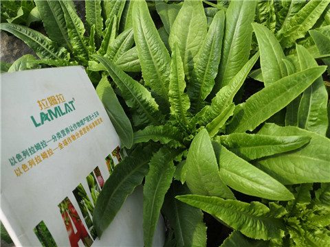 水溶肥，生根劑