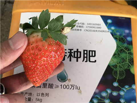 沖施肥，磷酸二氫鉀