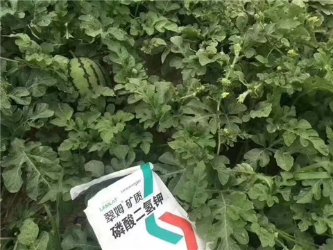 磷酸二氫鉀，硼肥，沖施肥