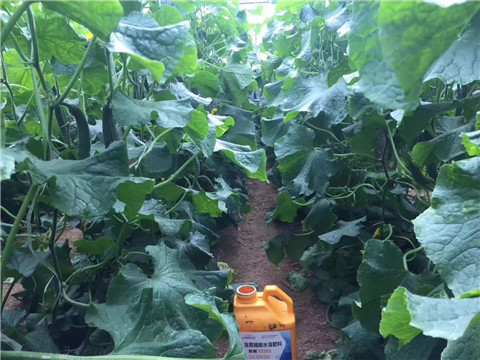 水溶肥，翠姆