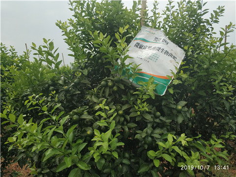 微生物菌劑，拉姆拉