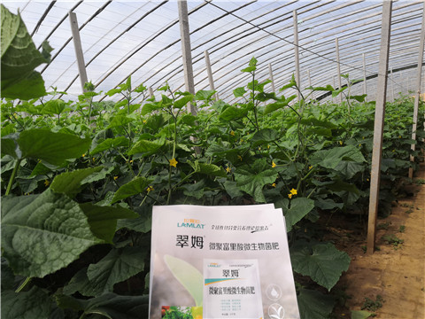 微生物菌劑，拉姆拉