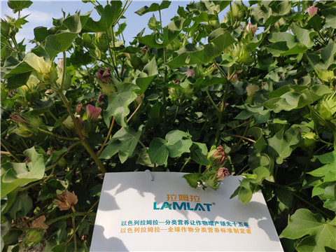 魚蛋白水溶肥，拉姆拉，翠姆