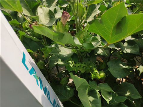 魚蛋白水溶肥，拉姆拉，翠姆