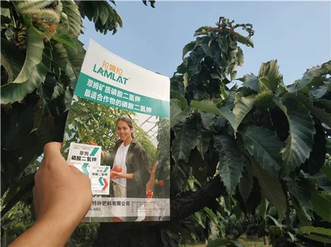 葉面肥，硼肥，磷酸二氫鉀