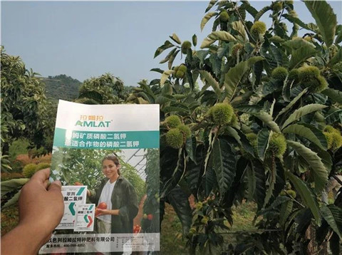 葉面肥，硼肥，磷酸二氫鉀