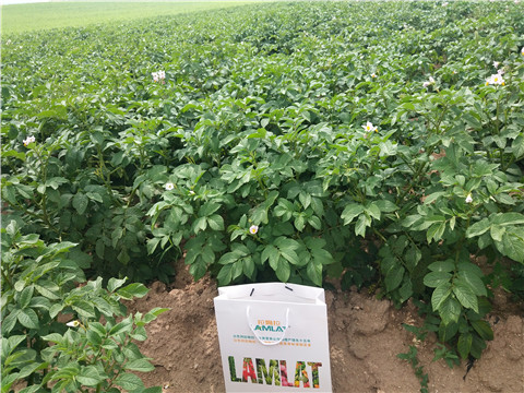 沖施肥，水溶肥，伯示麥