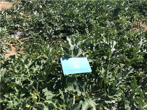 微生物菌劑，磷酸二氫鉀