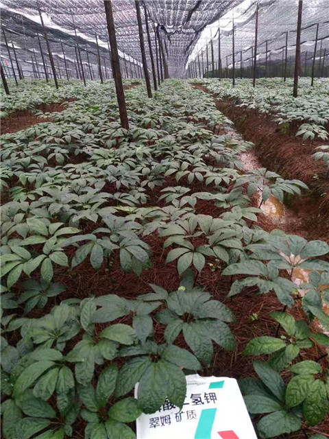 磷酸二氫鉀，安碧解，