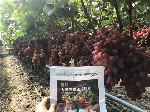 水溶肥，拉姆拉