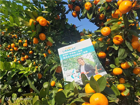 磷酸二氫鉀，硼肥，拉姆拉