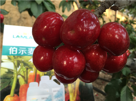 生根劑，微生物菌劑，拉姆拉，伯示麥