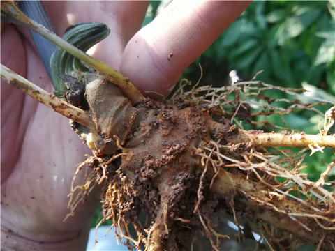微生物菌劑，翠姆，拉姆拉