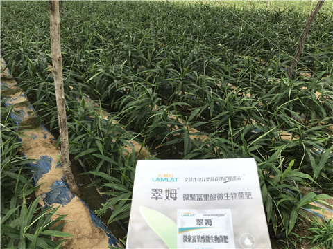 微生物菌劑，翠姆，拉姆拉