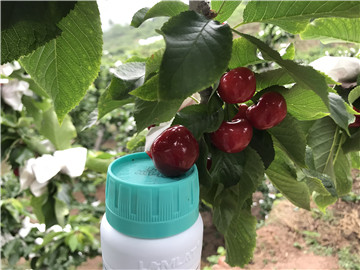 鈣肥，拉姆拉，翠姆