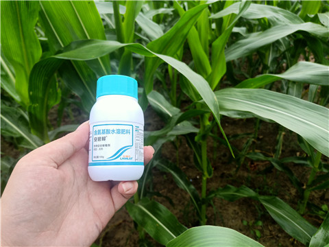 安碧解，拉姆拉