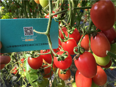 進(jìn)口水溶肥，翠姆，拉姆拉