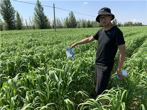 磷酸二氫鉀，拉姆拉，翠姆