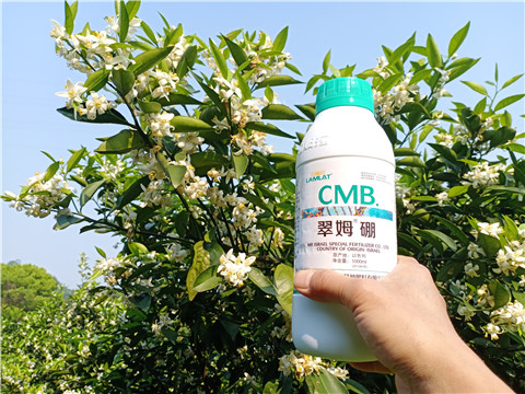 硼肥，拉姆拉，翠姆