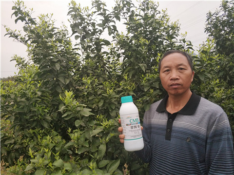 硼肥，拉姆拉，翠姆