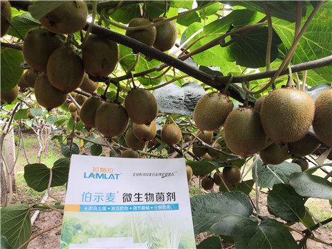 微生物菌劑，生根劑，伯示麥，拉姆拉