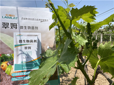 微生物菌劑，拉姆拉，翠姆